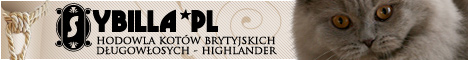 Koty brytyjskie dugowose - Highlander - hodowla Sybilla*PL