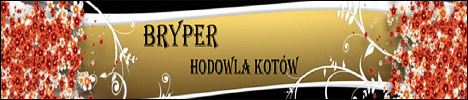 Koty brytyjskie dugowose - Highlander - hodowla Sybilla*PL