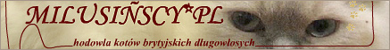 Koty brytyjskie dugowose - Highlander - hodowla Sybilla*PL