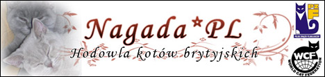 Koty brytyjskie dugowose - Highlander - hodowla Sybilla*PL